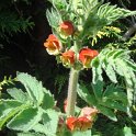 Scrophularia grandiflora